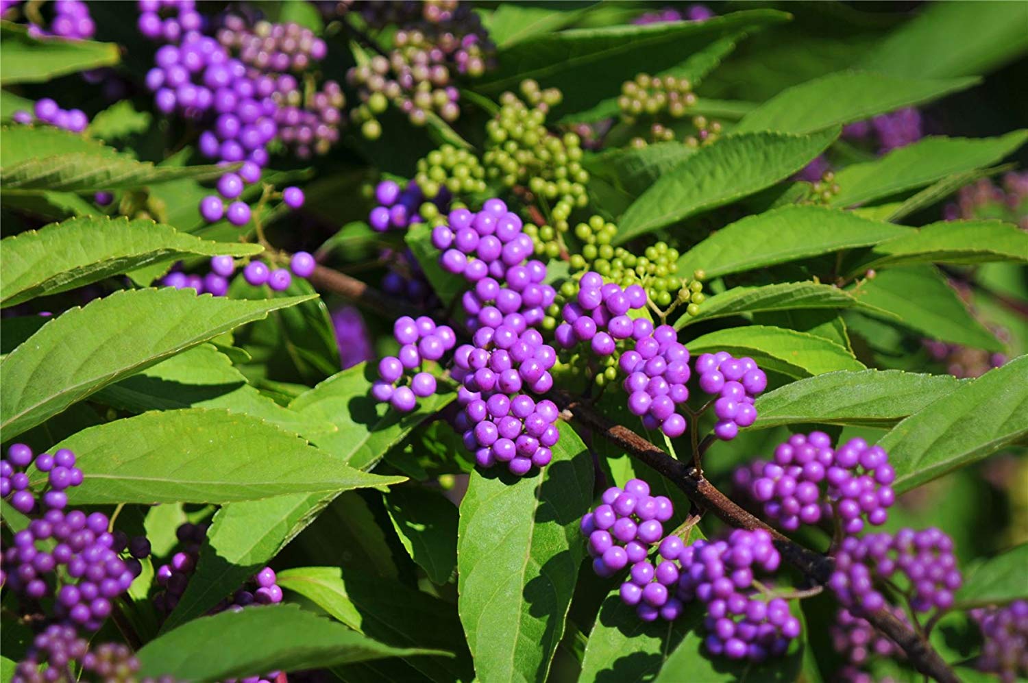 Callicarpa dichotoma 'Issai'